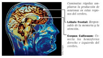 juventud cerebral